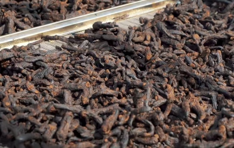 黄精茶纯手工制作价格优惠质量保证诚信经营