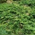 黄精茶纯手工制作价格优惠质量保证诚信经营