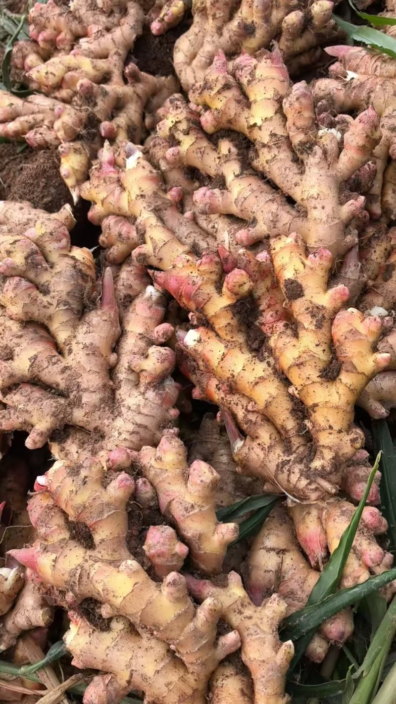 云南二号黄姜产区直发保质保量供货欢迎咨询选购