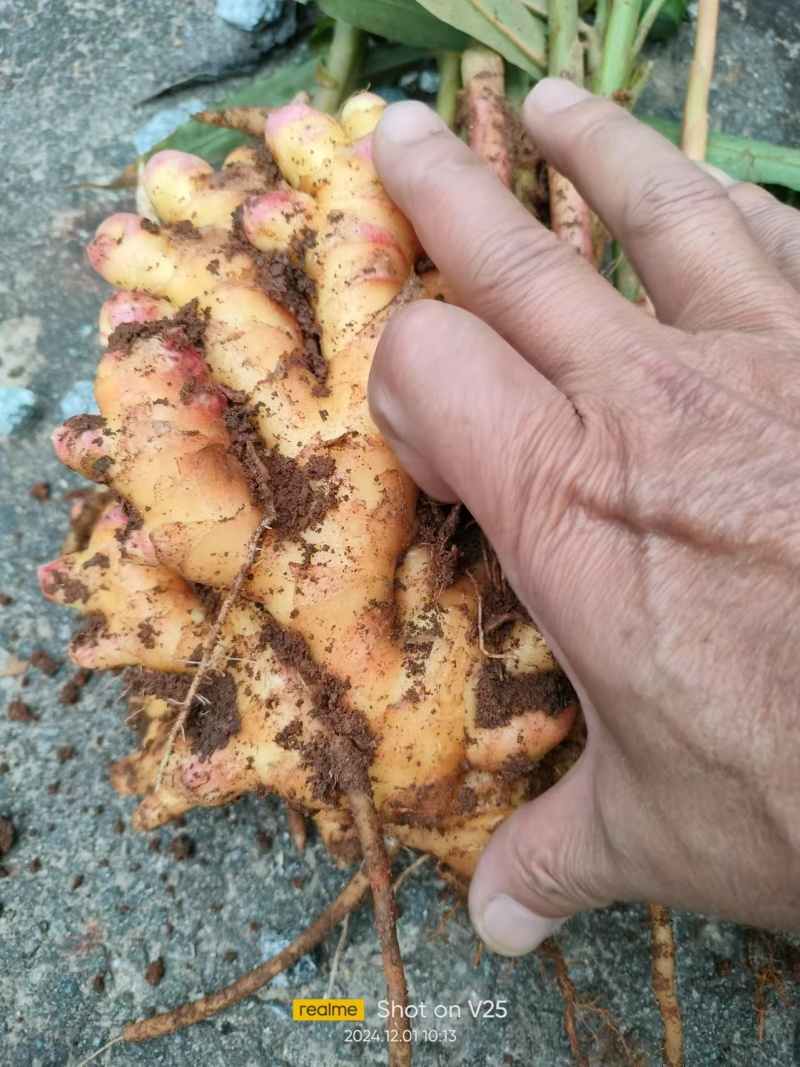 云南二号黄姜产区直发保质保量供货对接全国