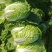 精选白菜黄心白菜大白菜品质好口感佳价格实惠欢迎选购