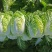 精选白菜黄心白菜大白菜品质好口感佳价格实惠欢迎选购