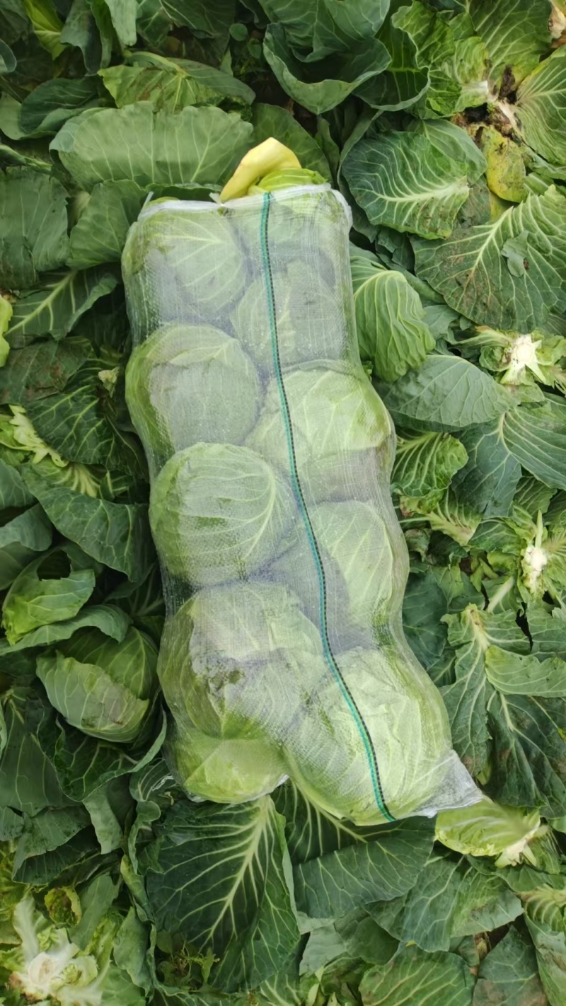 精品甘蓝圆包菜基地直发量大价优欢迎选购保质保量