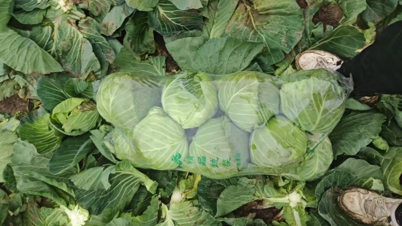 精品甘蓝圆包菜基地直发量大价优欢迎选购保质保量