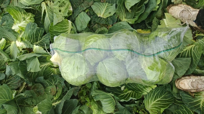 精品甘蓝圆包菜基地直发量大价优欢迎选购保质保量