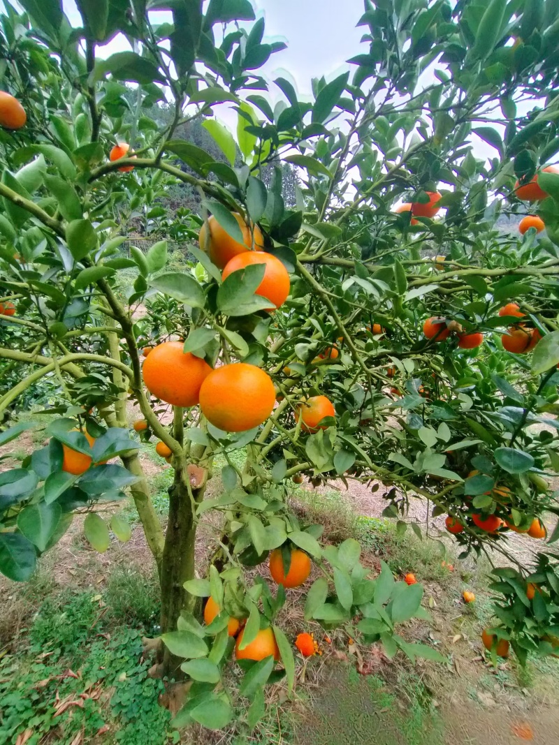 福建脐橙爱媛30脐橙（产地直发）规格齐全视频看货代发全国