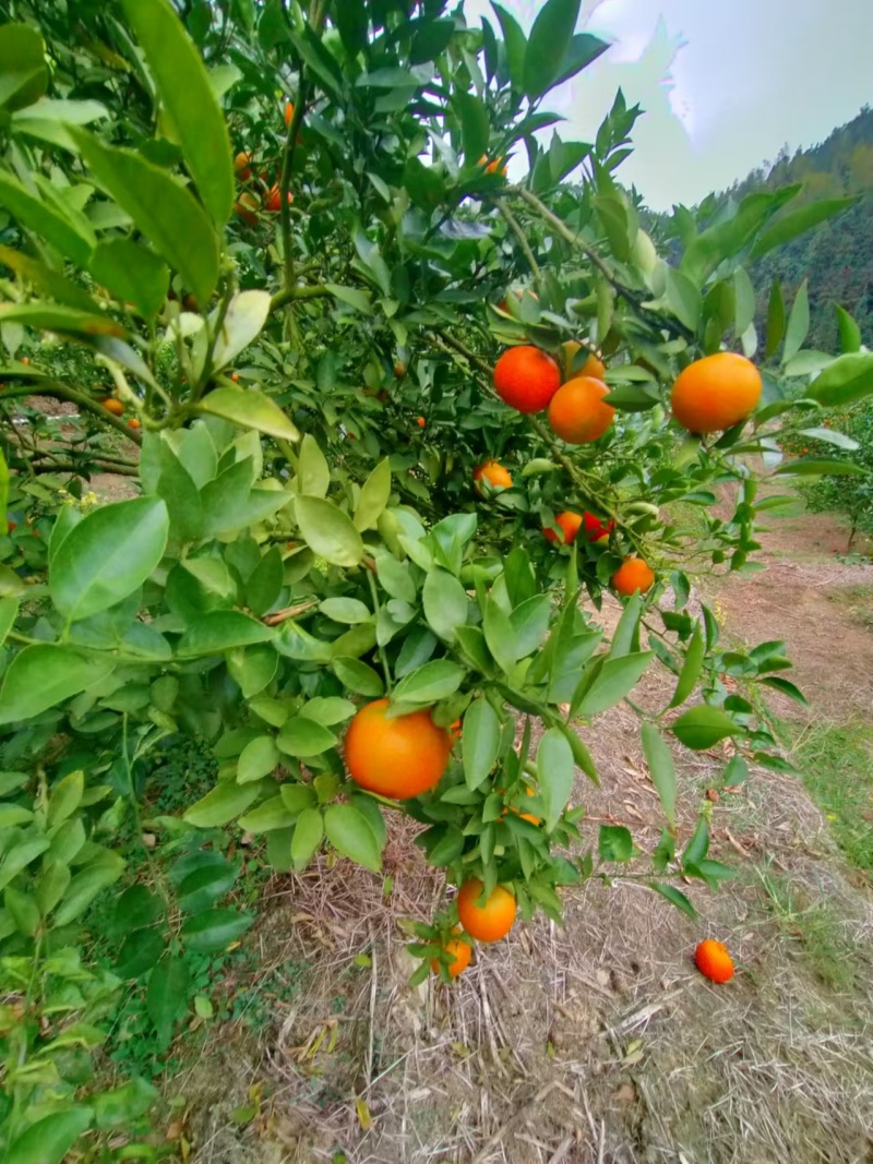 福建脐橙爱媛30脐橙（产地直发）规格齐全视频看货代发全国