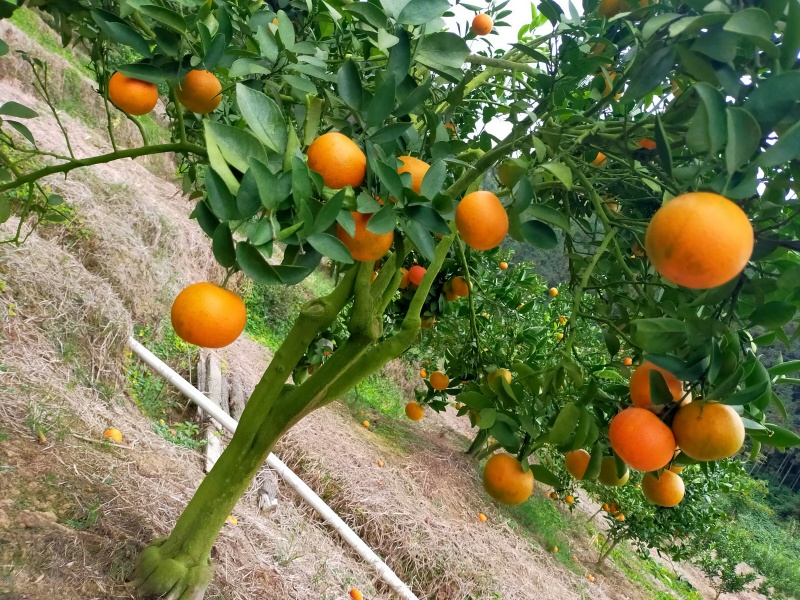 福建脐橙爱媛30脐橙（产地直发）规格齐全视频看货代发全国
