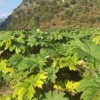 韦云华的一亩田店铺