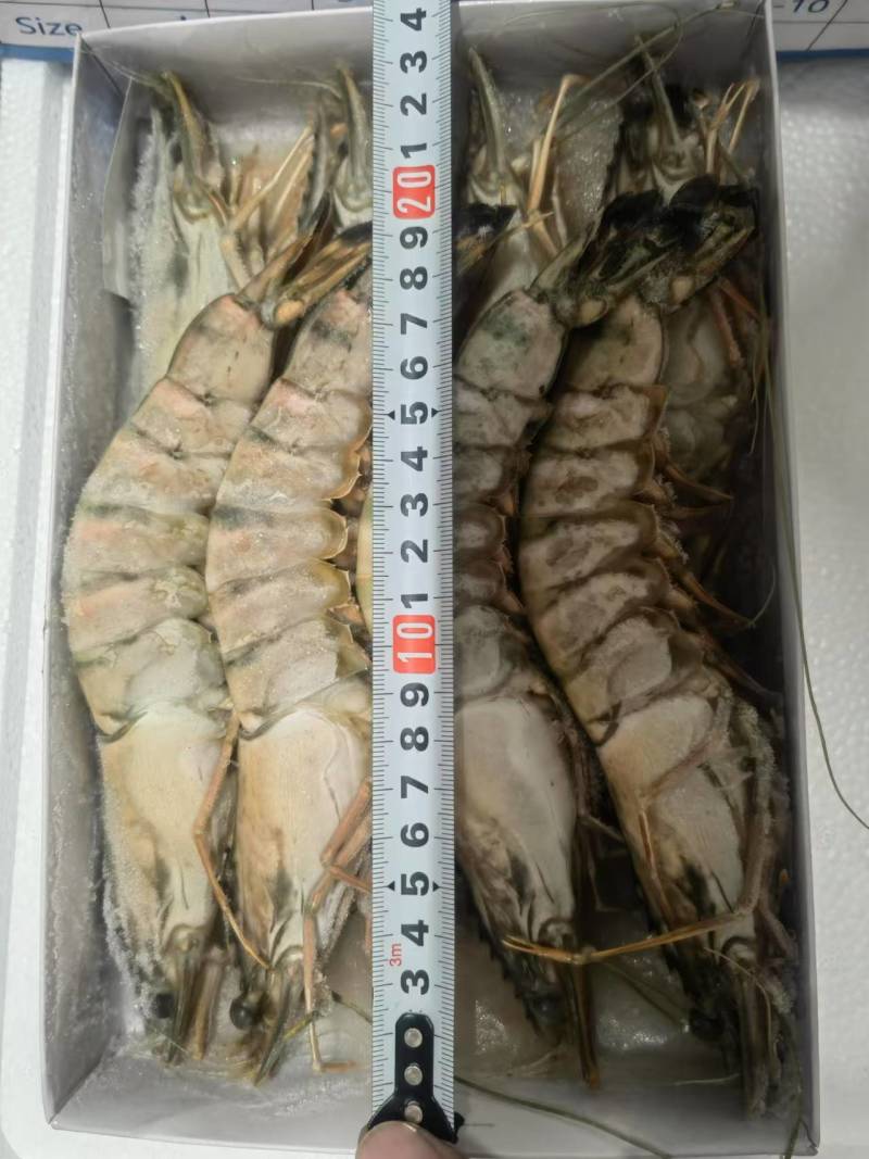 江苏黑虎虾新鲜肥美规格齐全保质保量售后放心