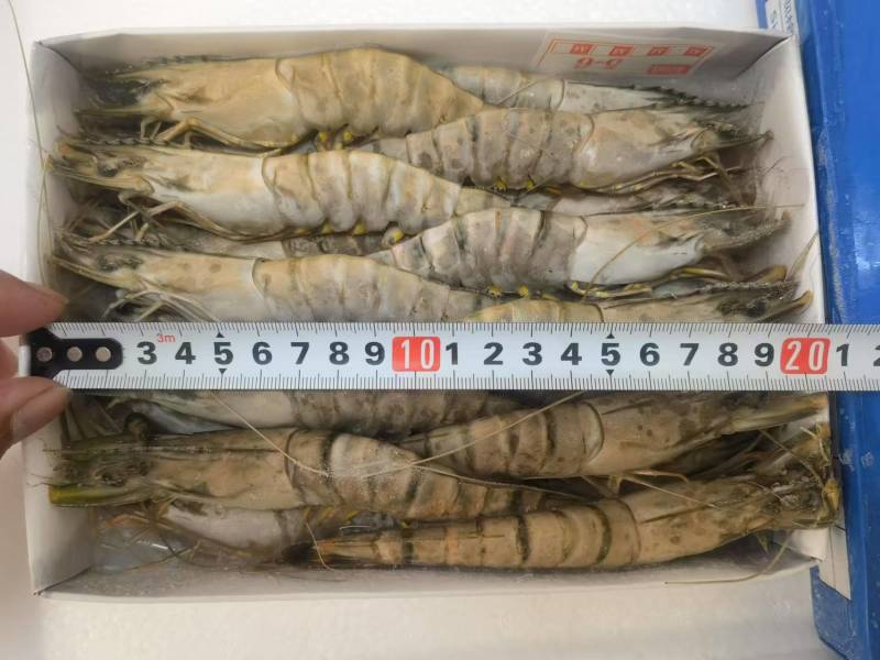 黑虎虾规格齐全一盒20个全国发货冷链发货肉质鲜美