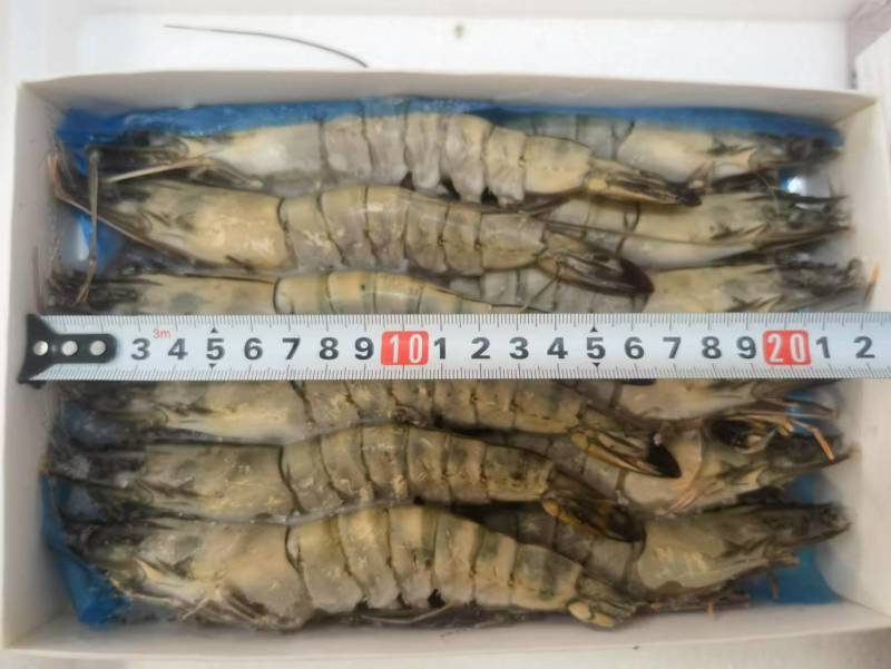 黑虎虾规格齐全一盒20个全国发货冷链发货肉质鲜美
