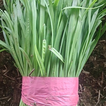 邢台清河县精品韭菜，新鲜现货，保质保量，欢迎老板选购