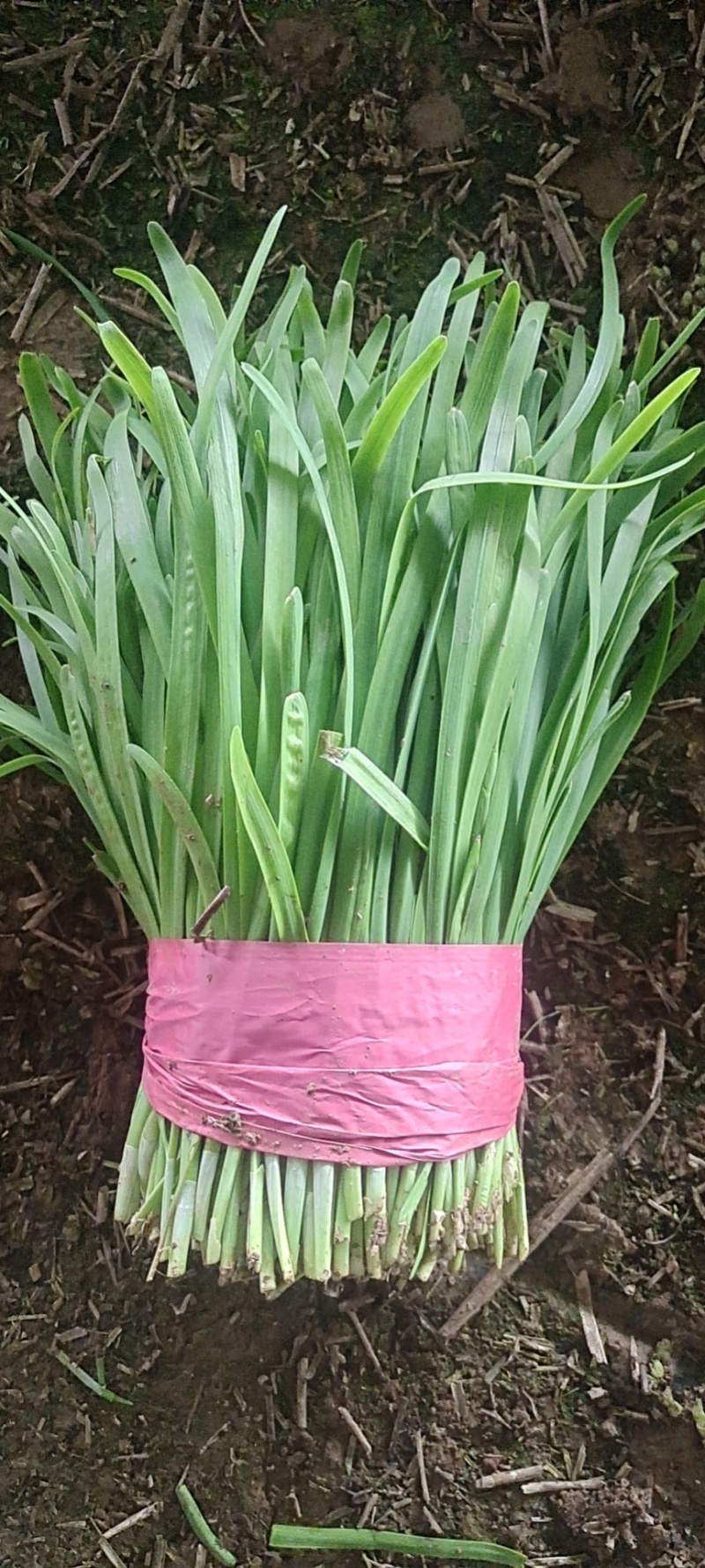 邢台清河县精品韭菜，新鲜现货，保质保量，欢迎老板选购