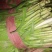 邢台清河县精品韭菜，新鲜现货，保质保量，欢迎老板选购