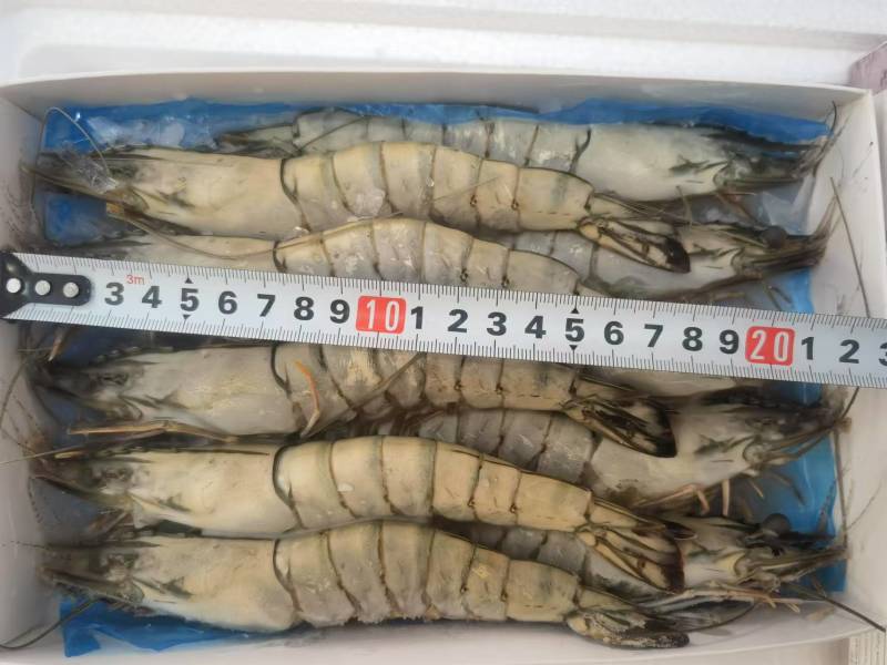 黑虎虾规格齐全一盒20个全国发货冷链发货肉质鲜美