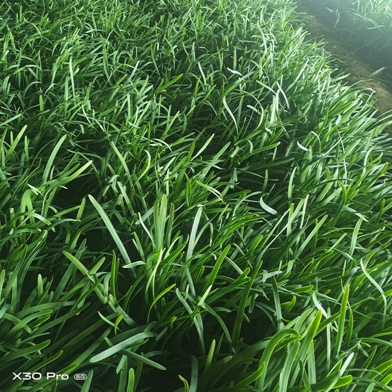 邢台清河县精品韭菜，新鲜现货，保质保量，欢迎老板选购