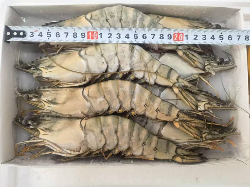 黑虎虾规格齐全一盒20个全国发货冷链发货肉质鲜美