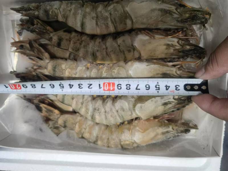 黑虎虾规格齐全一盒20个全国发货冷链发货肉质鲜美
