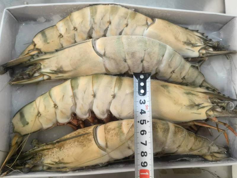 黑虎虾规格齐全一盒20个全国发货冷链发货肉质鲜美