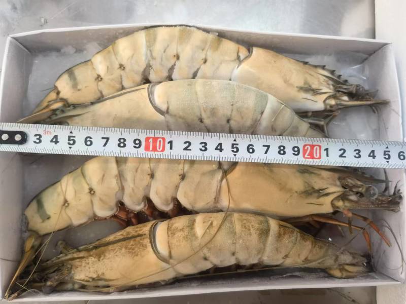 黑虎虾规格齐全一盒20个全国发货冷链发货肉质鲜美