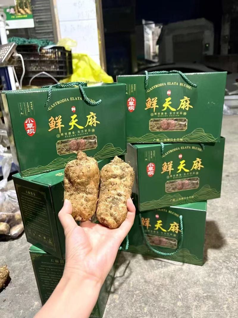 【精品】彝良县小草呗乌天麻精美包装产地直发价格美丽