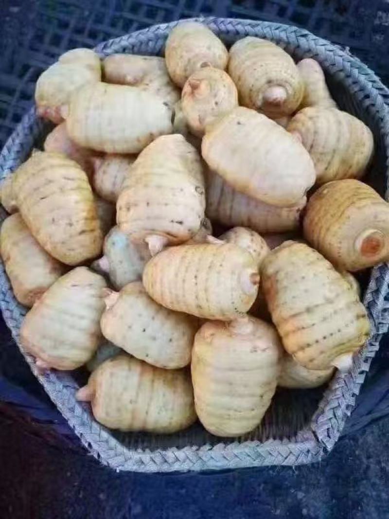 【精品】彝良县小草呗乌天麻精美包装产地直发价格美丽