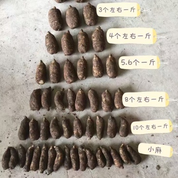 【精品】彝良县小草呗乌天麻精美包装产地直发价格美丽