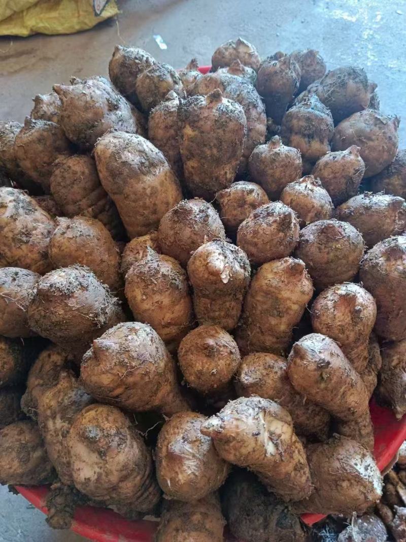 【精品】彝良县小草呗乌天麻精美包装产地直发价格美丽