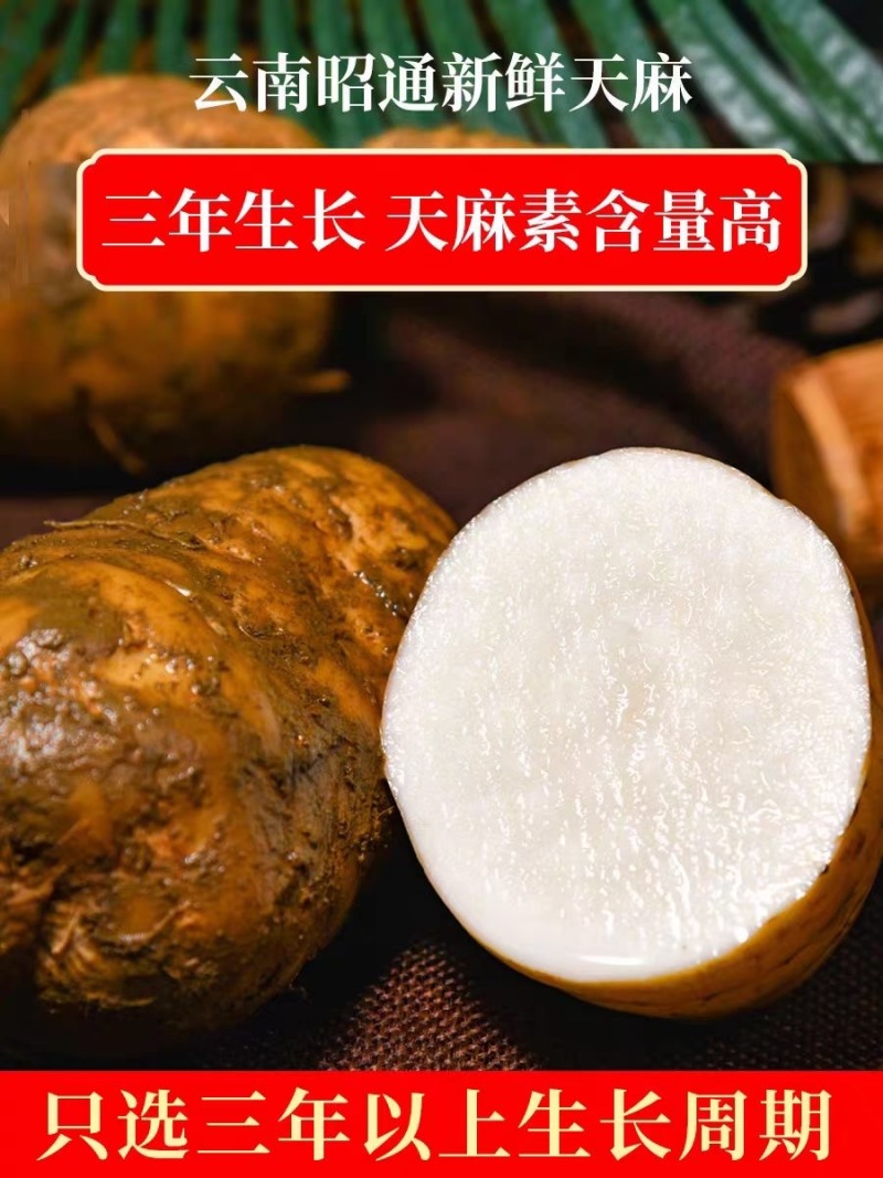 【精品】彝良县小草呗乌天麻精美包装产地直发价格美丽