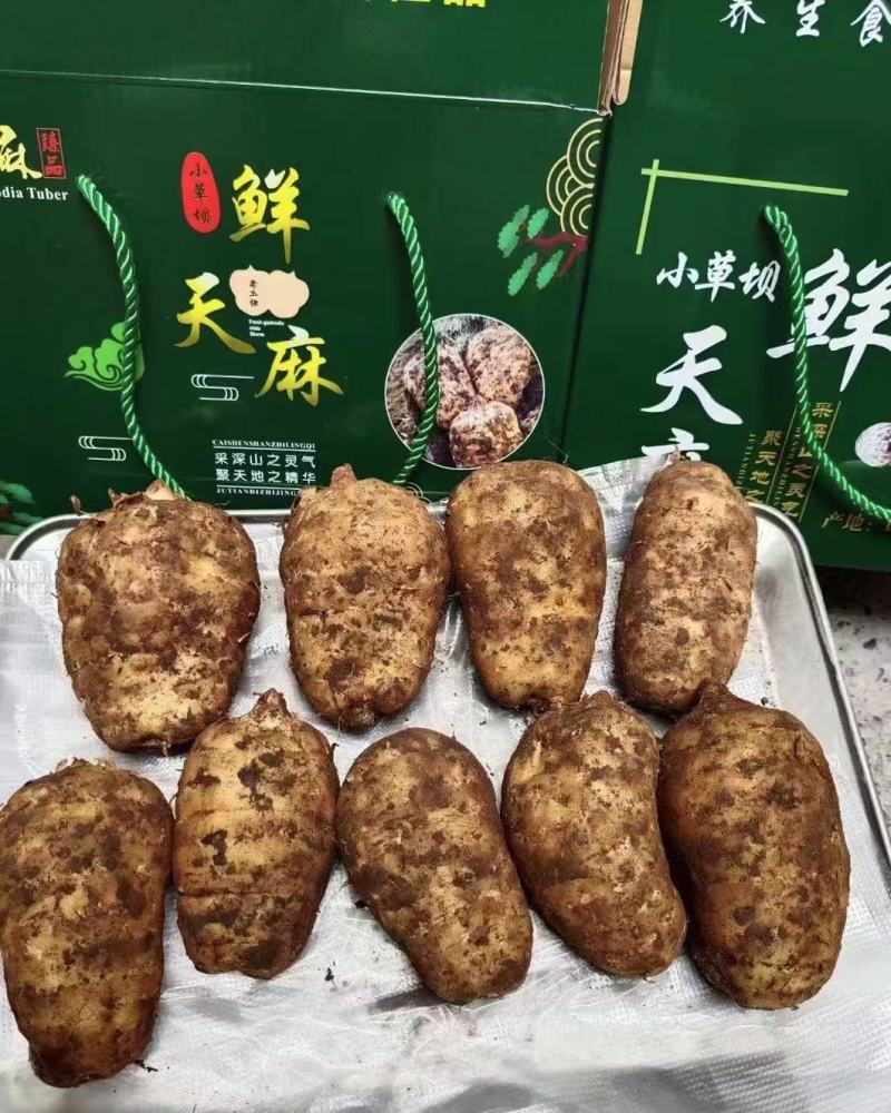 【精品】彝良县小草呗乌天麻精美包装产地直发价格美丽