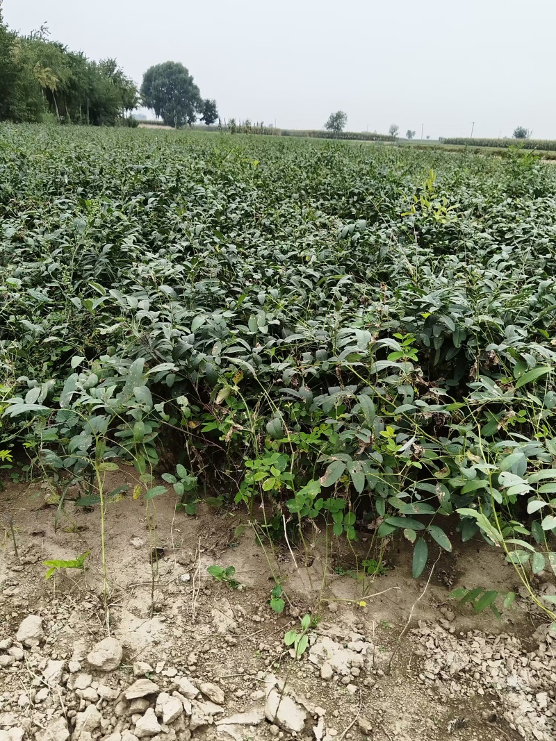 新苦参种子种植简单价值不菲对土壤要求不严可在线交易