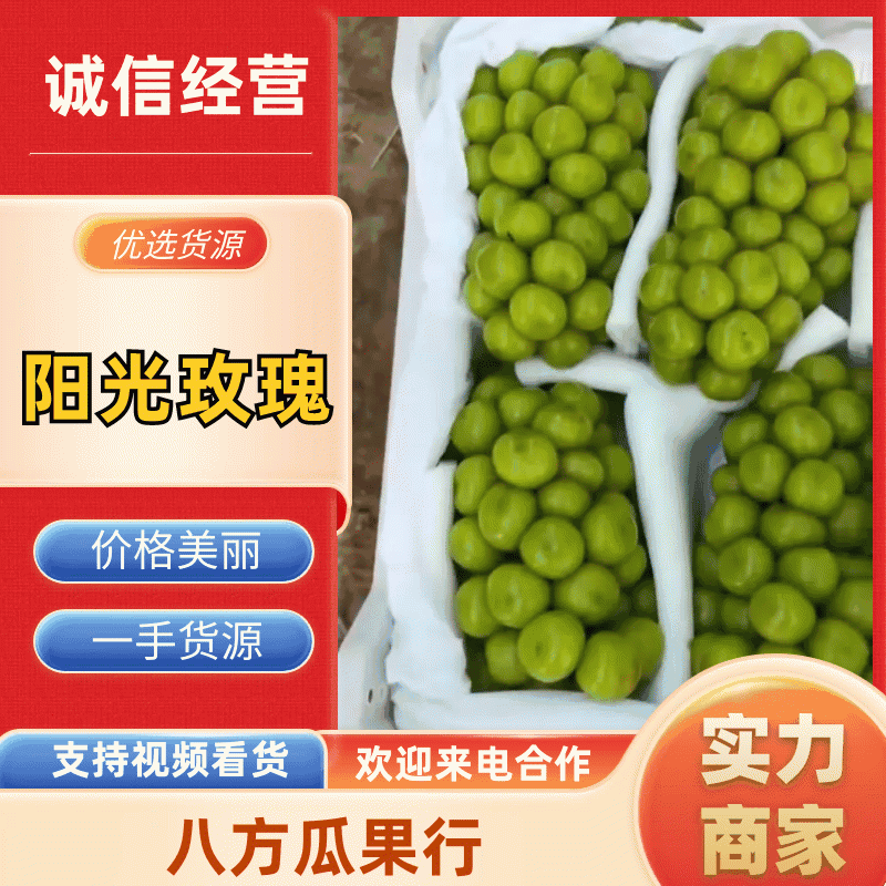 陕西精品雨棚套袋阳光玫瑰🌹，现已大量上市，产地直供