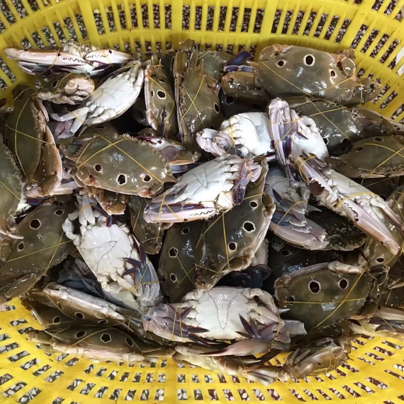 三眼蟹三目蟹肉质饱满活冻自助餐捞汁7斤