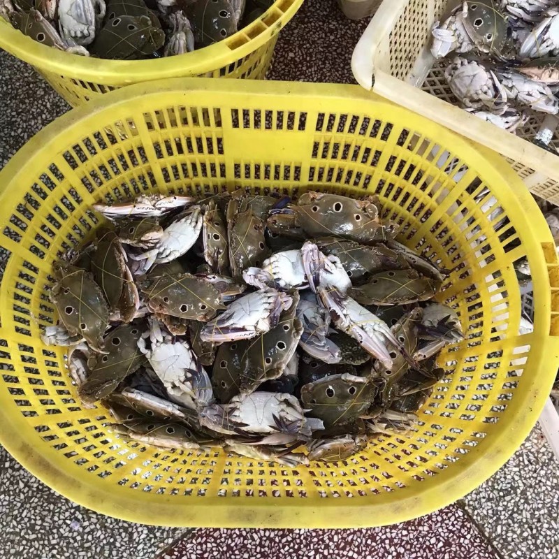 三眼蟹三目蟹肉质饱满活冻自助餐捞汁7斤