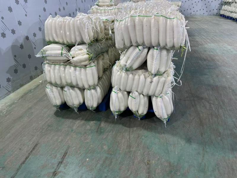 【热卖】湖北白萝卜精品萝卜产地直发品质保障欢迎致电
