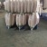 【热卖】湖北白萝卜精品萝卜产地直发品质保障欢迎致电