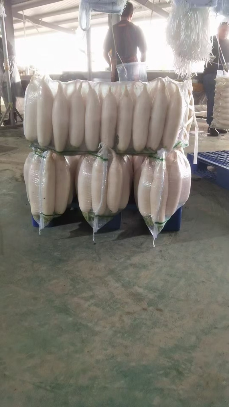 【热卖】湖北白萝卜精品萝卜产地直发品质保障欢迎致电