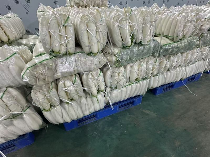 【热卖】湖北白萝卜精品萝卜产地直发品质保障欢迎致电