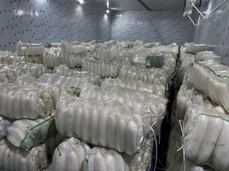 【热卖】湖北白萝卜精品萝卜产地直发品质保障欢迎致电