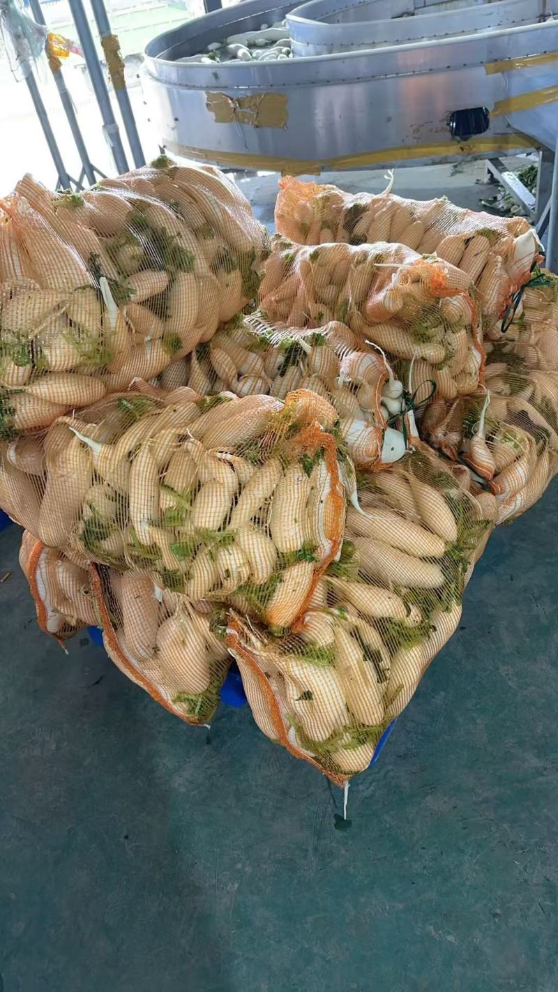 【热卖】湖北白萝卜精品萝卜产地直发品质保障欢迎致电