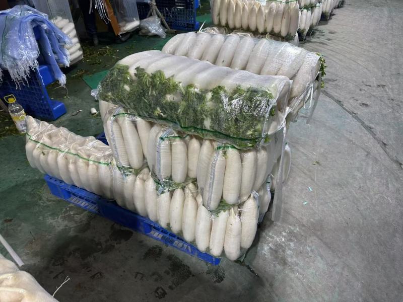 【热卖】湖北白萝卜精品萝卜产地直发品质保障欢迎致电