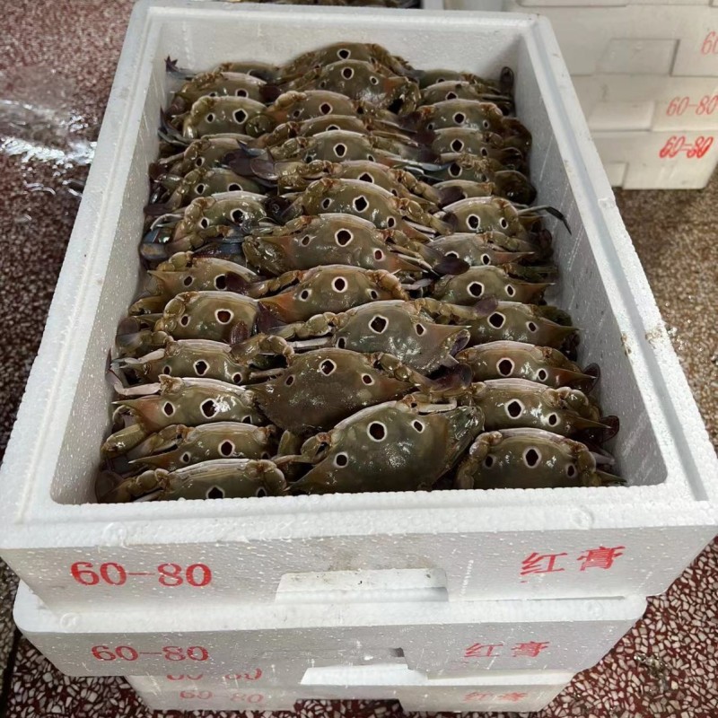 全母三眼蟹三点蟹三目蟹满膏满黄肉质饱满合适生腌4.5公斤