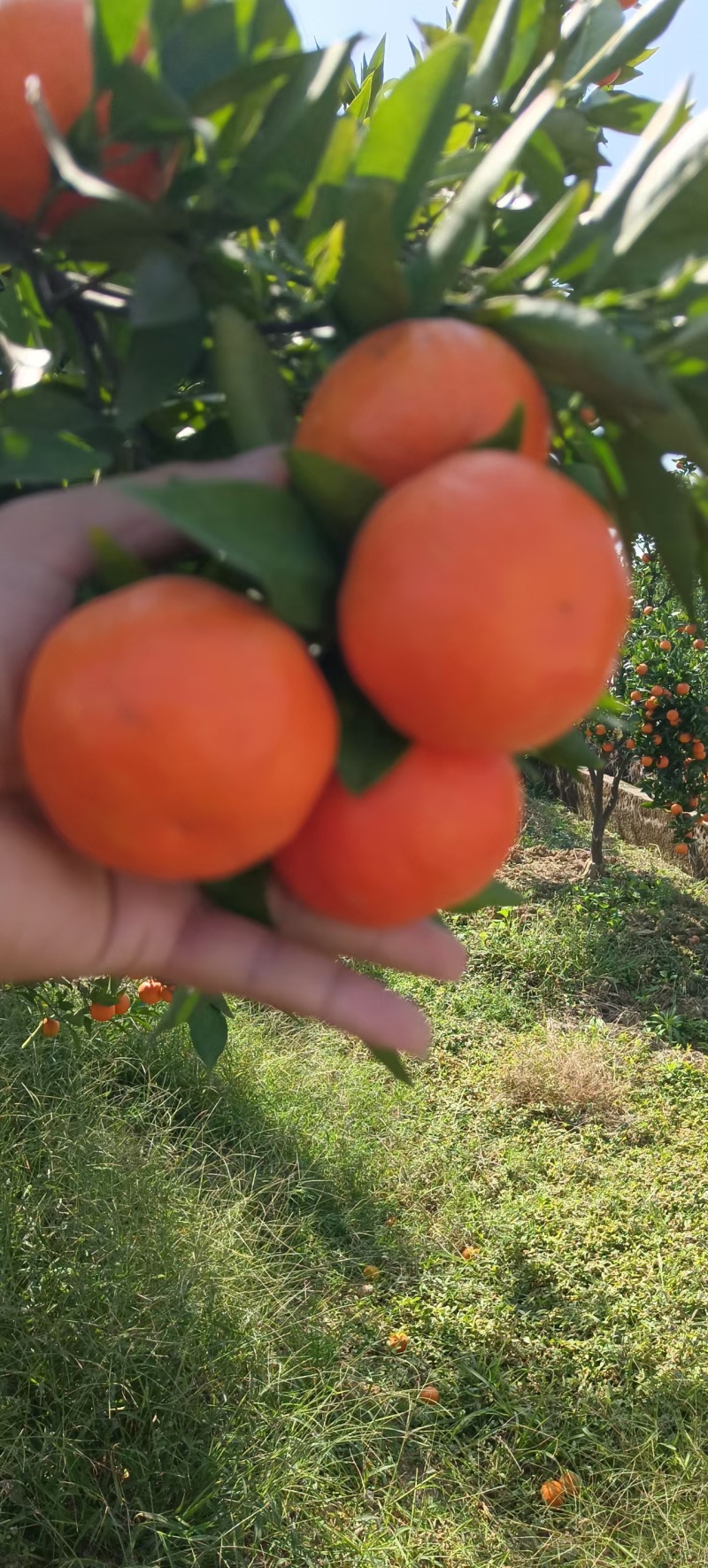 【推荐】广西砂糖橘大量上市产地直发规格齐全欢迎联系