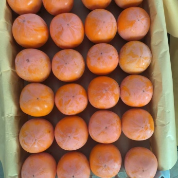 陕西精品火葫芦柿子，品质保证，产地直发，可洽谈