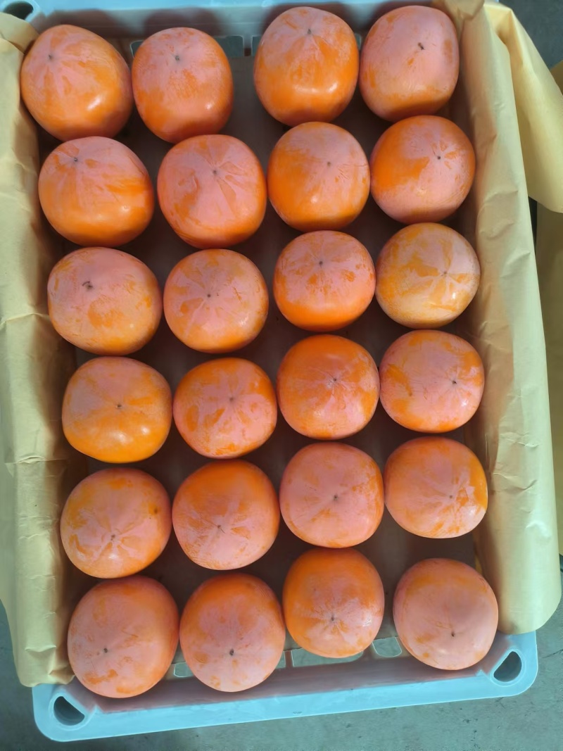 陕西精品火葫芦柿子，品质保证，产地直发，可洽谈