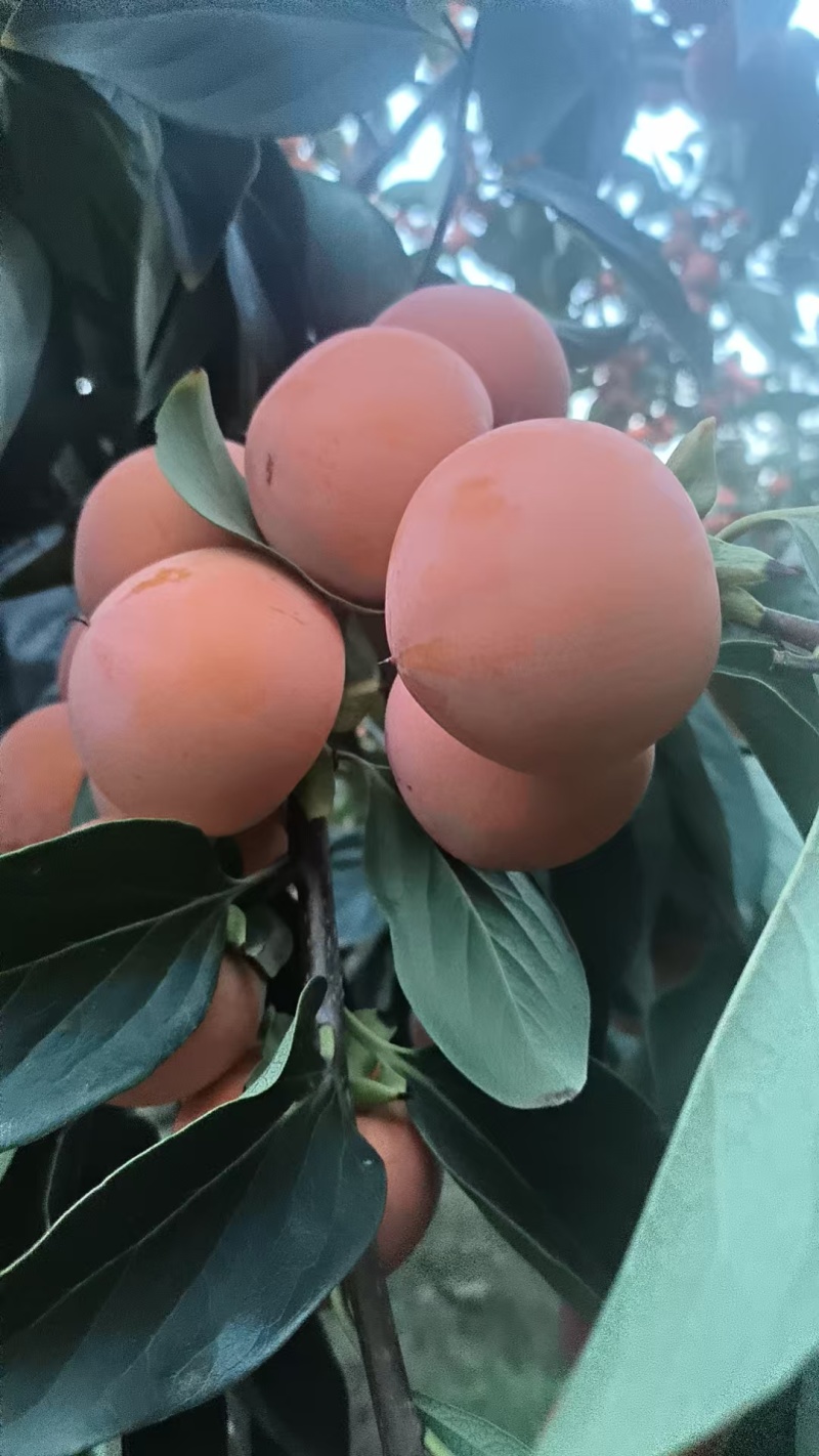 陕西精品火葫芦柿子，品质保证，产地直发，可洽谈