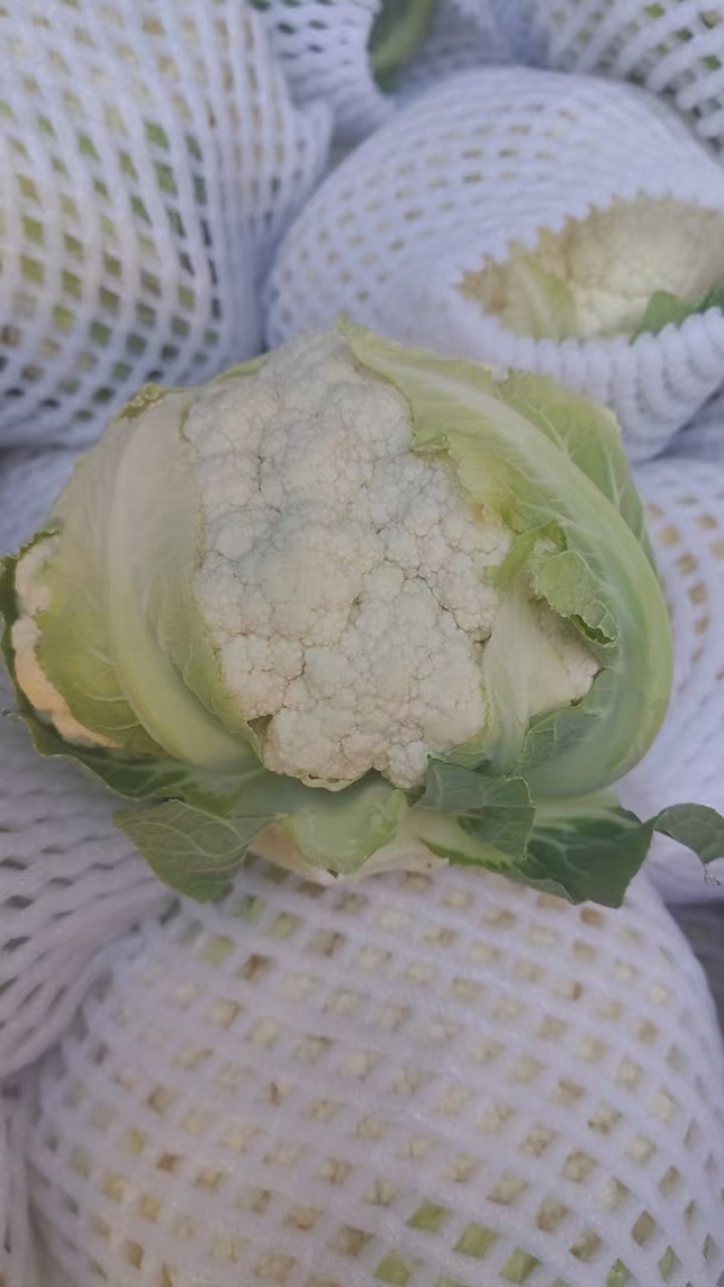 【有机花】陕西花菜规格齐全按照需求分拣打包全国接单