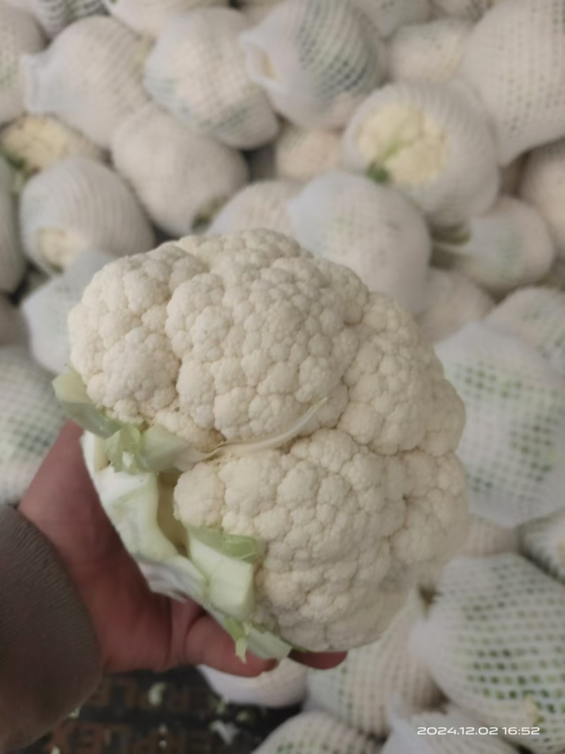 【有机花】陕西花菜规格齐全按照需求分拣打包全国接单