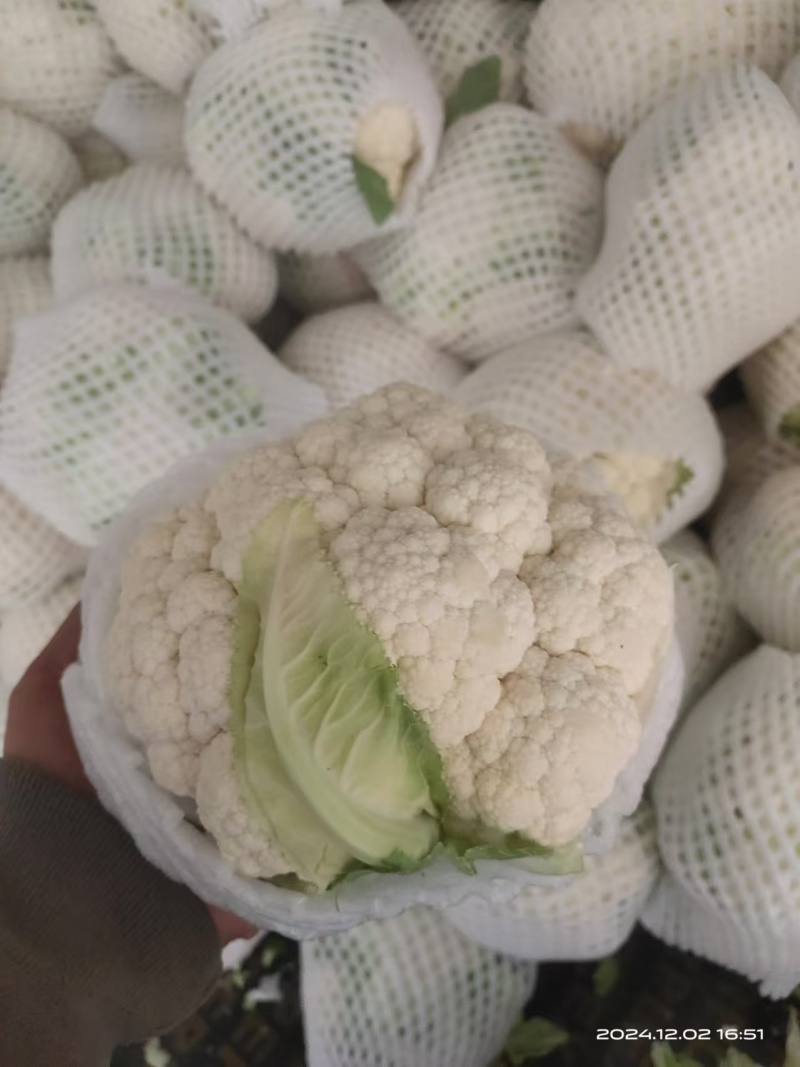 【有机花】陕西花菜规格齐全按照需求分拣打包全国接单